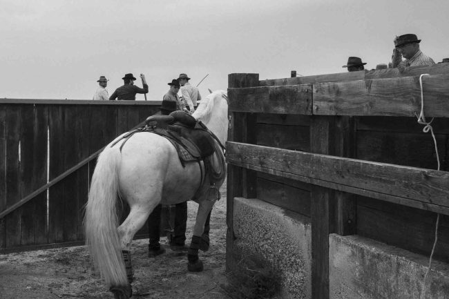 32Camargue ©AntoineDogan