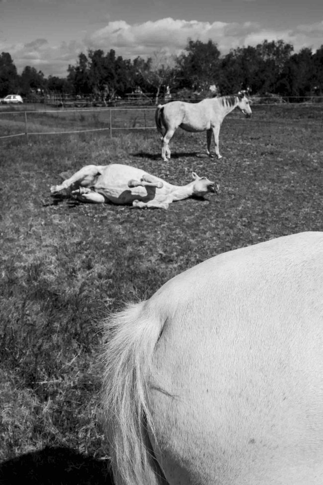 4Camargue ©AntoineDogan